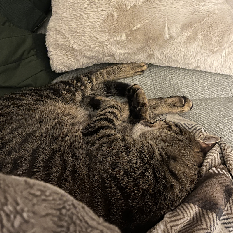 a very normal looking cat sleeping on a grey blanket